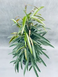 ficus-binnendijkii-alii-100-cm
