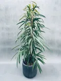ficus-binnendijkii-alii-100-cm-rodzaj-rosliny-rosliny-zielone