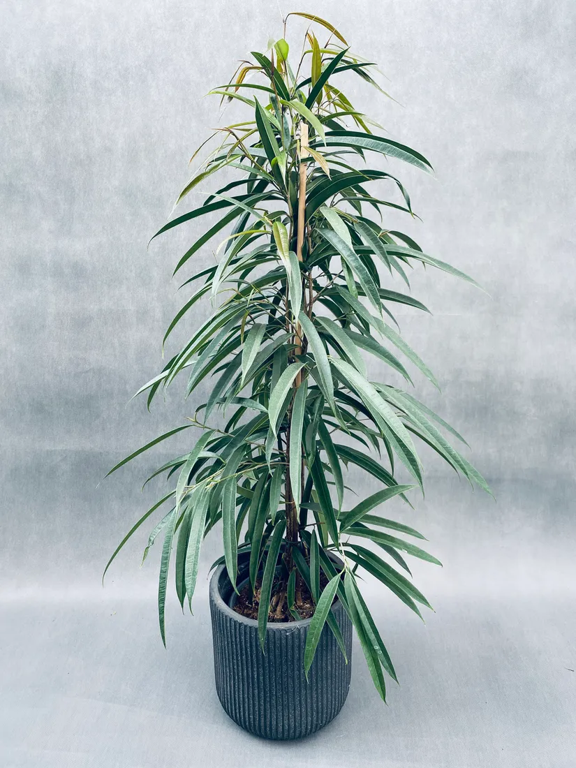 ficus-binnendijkii-alii-100-cm