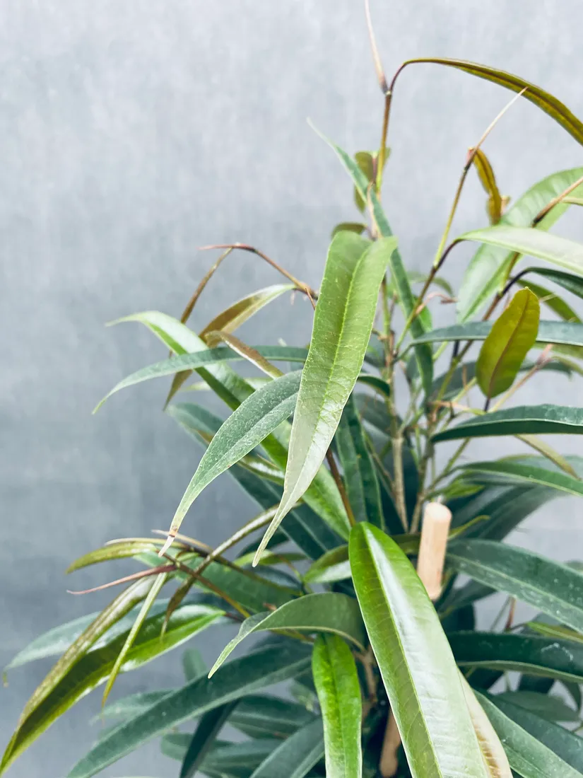 ficus-binnendijkii-alii-100-cm