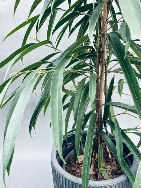 ficus-binnendijkii-alii-100-cm-roslina-w-postaci-sadzonka-w-pojemniku-3-5l