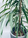 ficus-binnendijkii-alii-100-cm-roslina-w-postaci-sadzonka-w-pojemniku-3-5l