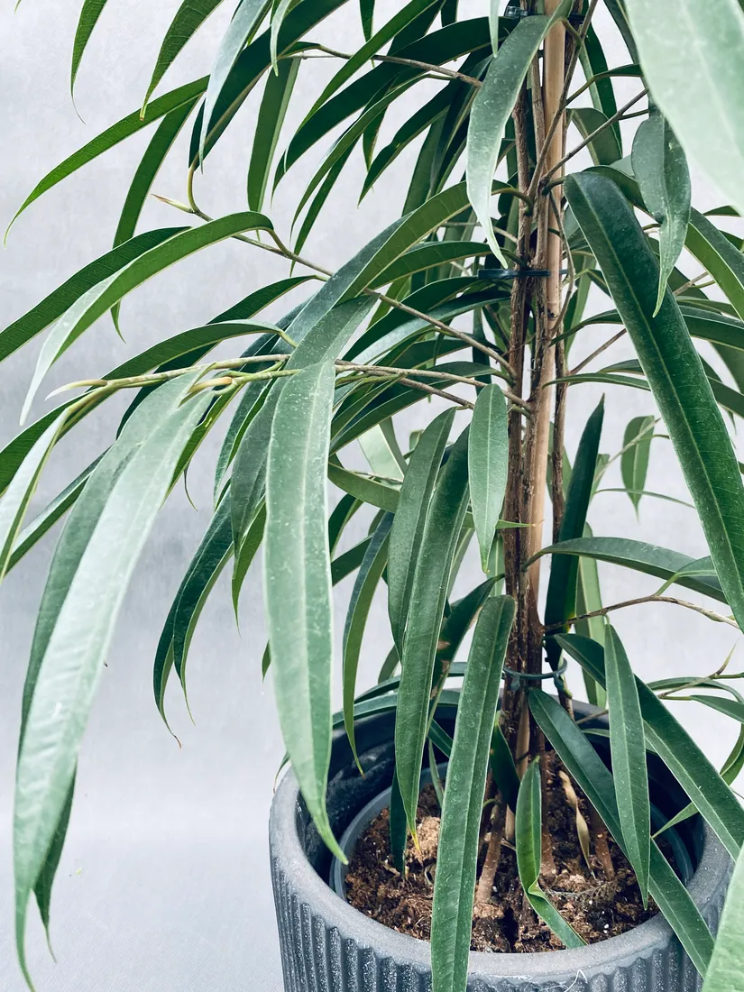 ficus-binnendijkii-alii-100-cm-rodzaj-rosliny-rosliny-zielone