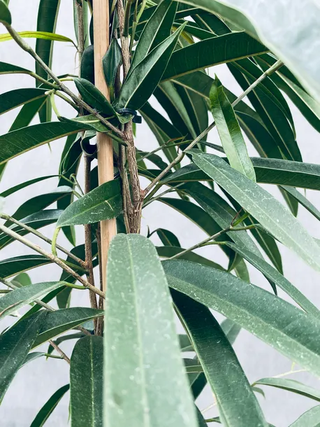 ficus-binnendijkii-alii-100-cm-kod-produktu-21198