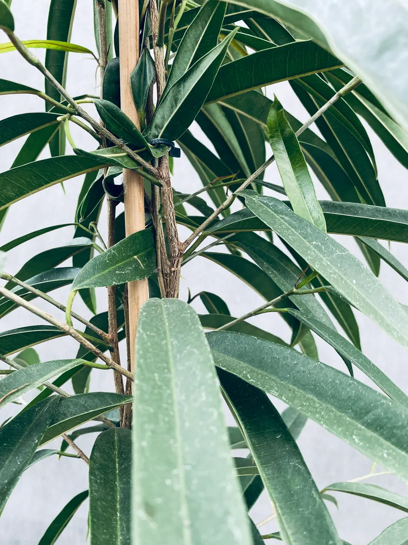 ficus-binnendijkii-alii-100-cm