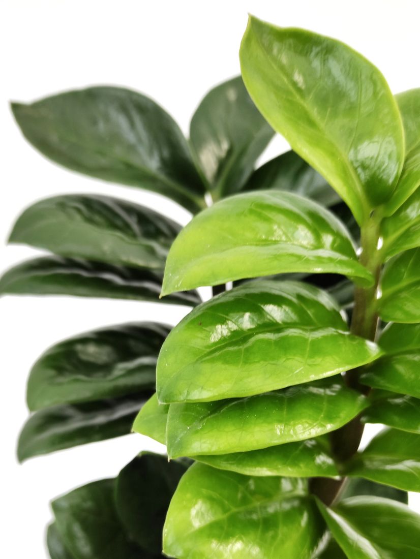 ZAMIOCULCAS ZAMIIFOLIA 'ZENZI' ZAMIOKULKAS 45 CM ERLI.pl