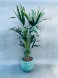 howea-forsteriana-kencja-140-cm