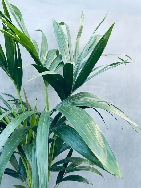 howea-forsteriana-kencja-140-cm-rodzaj-rosliny-rosliny-zielone