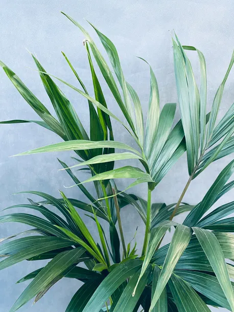 howea-forsteriana-kencja-140-cm-roslina-w-postaci-inna