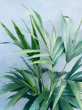 howea-forsteriana-kencja-140-cm-roslina-w-postaci-inna