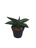 sansevieria-ehrenbergii-samurai-20-cm