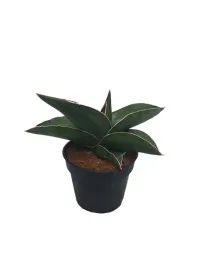sansevieria-ehrenbergii-samurai-20-cm