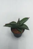 sansevieria-ehrenbergii-samurai-20-cm-rodzaj-rosliny-rosliny-zielone