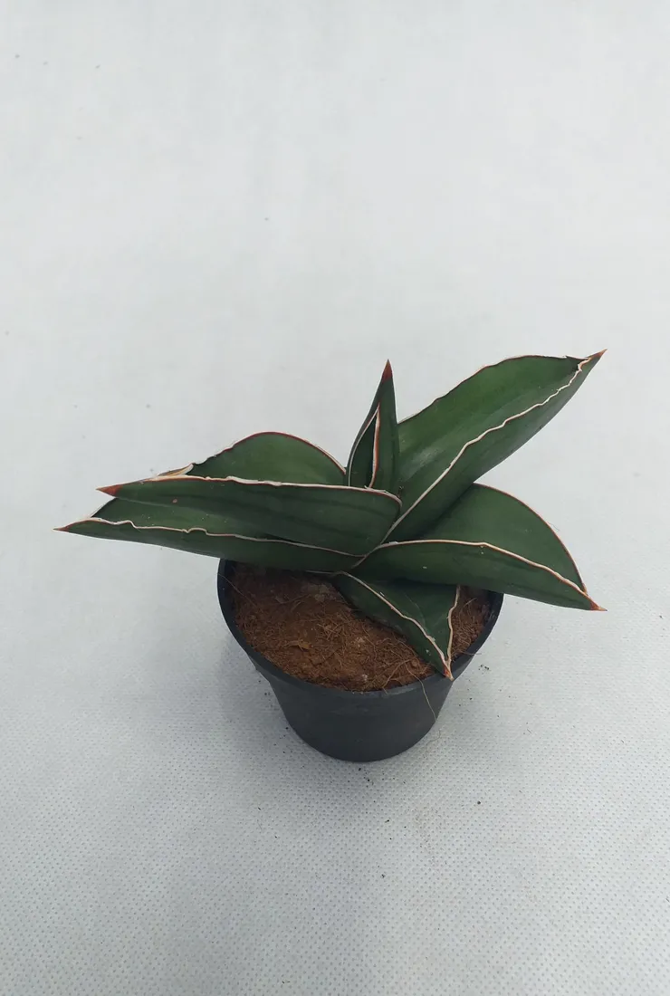 sansevieria-ehrenbergii-samurai-20-cm