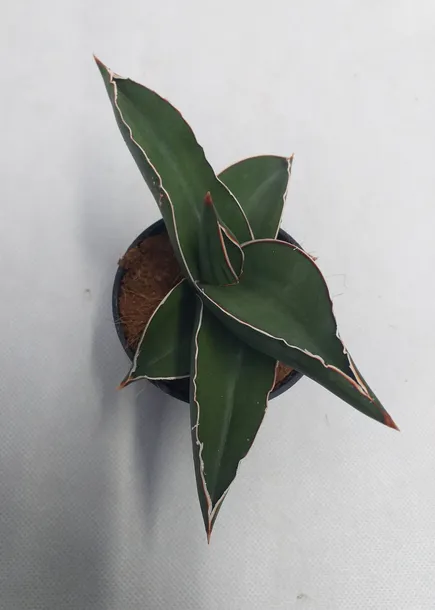 sansevieria-ehrenbergii-samurai-20-cm-roslina-w-postaci-inna