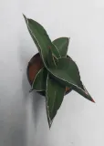 sansevieria-ehrenbergii-samurai-20-cm-roslina-w-postaci-inna