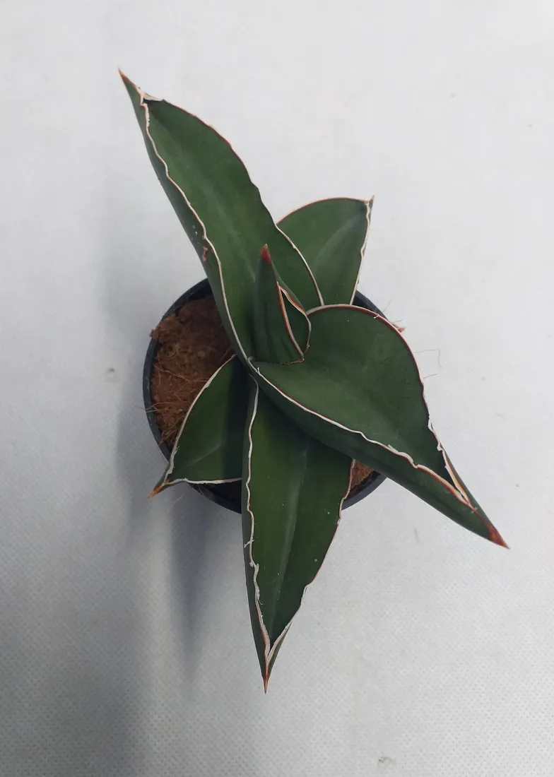 sansevieria-ehrenbergii-samurai-20-cm