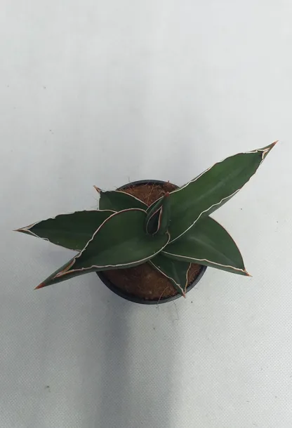 sansevieria-ehrenbergii-samurai-20-cm-kod-produktu-104738