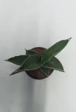 sansevieria-ehrenbergii-samurai-20-cm-kod-produktu-104738