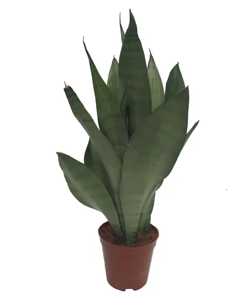 sansevieria-trif-moonshine-40-cm