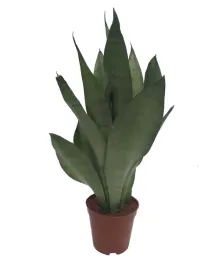 sansevieria-trif-moonshine-40-cm