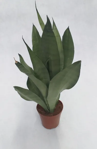 sansevieria-trif-moonshine-40-cm-rodzaj-rosliny-rosliny-zielone