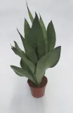 sansevieria-trif-moonshine-40-cm-rodzaj-rosliny-rosliny-zielone