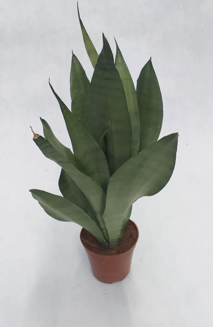sansevieria-trif-moonshine-40-cm