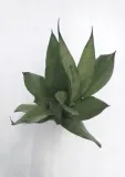 sansevieria-trif-moonshine-40-cm-roslina-w-postaci-inna