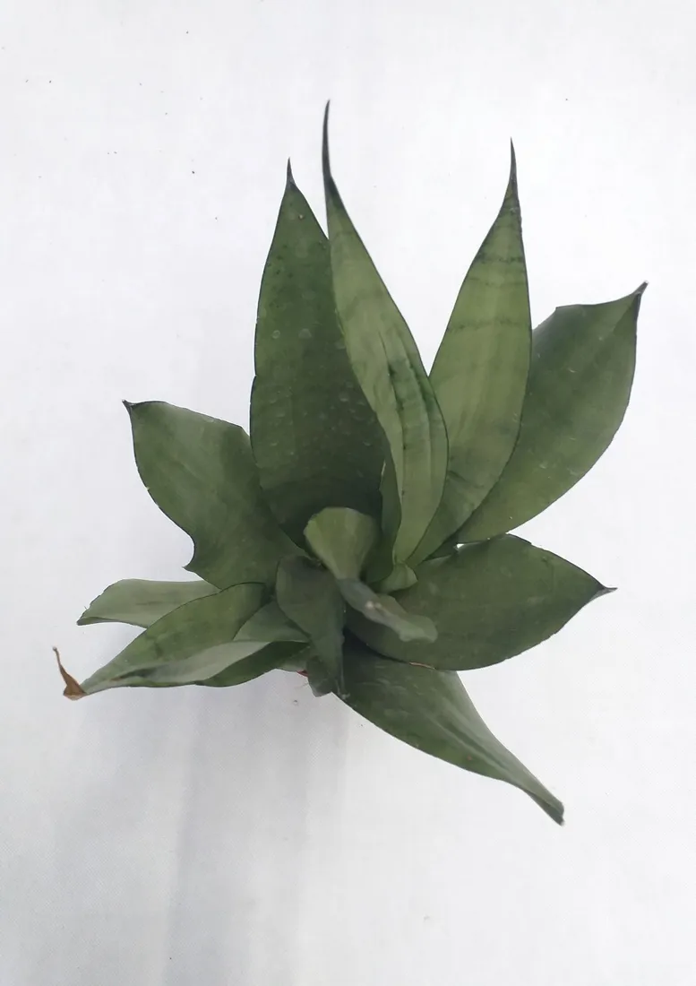 sansevieria-trif-moonshine-40-cm