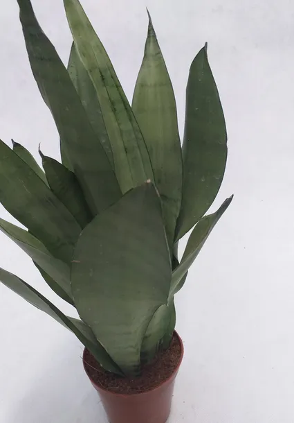 sansevieria-trif-moonshine-40-cm-kod-produktu-104741