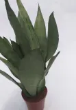 sansevieria-trif-moonshine-40-cm-kod-produktu-104741