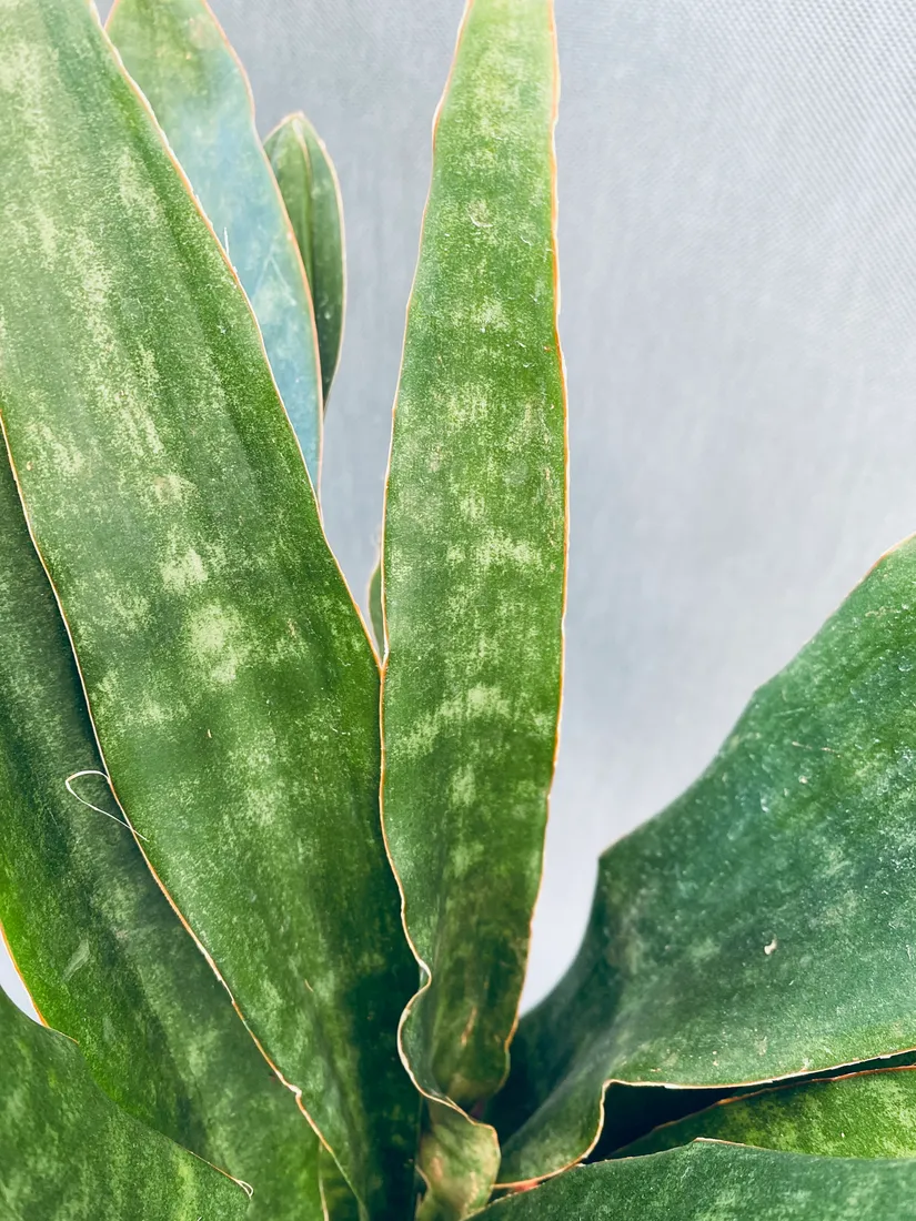 sansevieria-trif-overig-50-cm