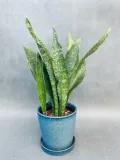 sansevieria-trif-overig-50-cm