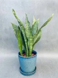 sansevieria-trif-overig-50-cm
