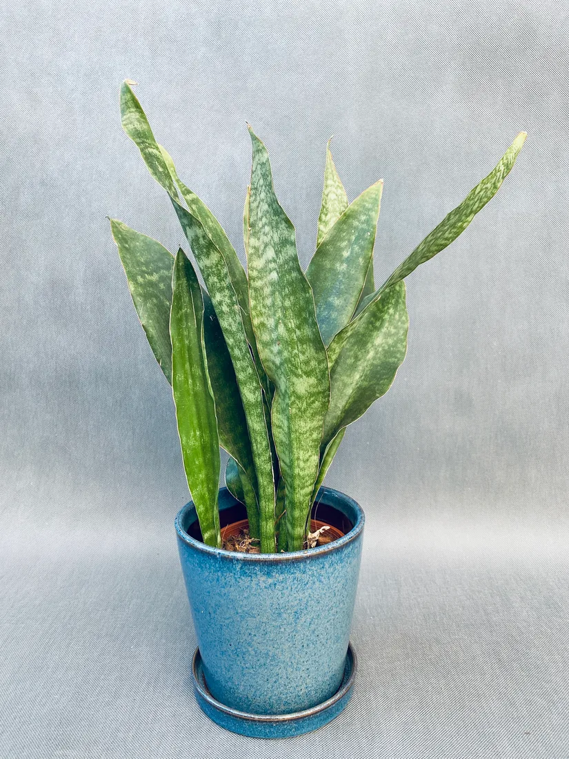 sansevieria-trif-overig-50-cm