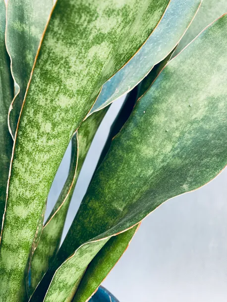 sansevieria-trif-overig-50-cm-roslina-w-postaci-inna