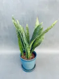 sansevieria-trif-overig-50-cm-kod-produktu-107346