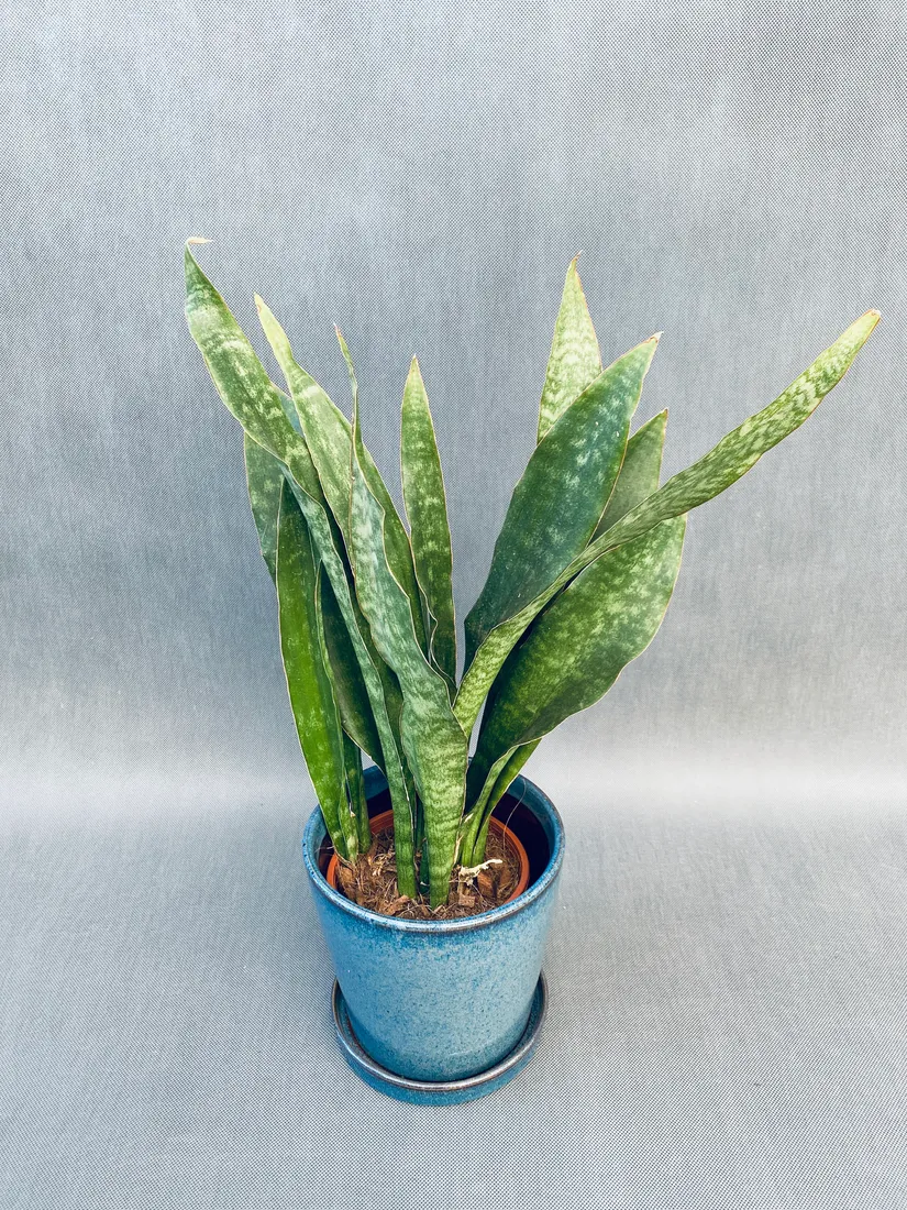 sansevieria-trif-overig-50-cm-rodzaj-rosliny-rosliny-zielone