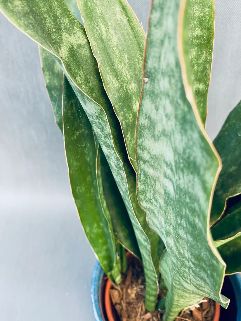 sansevieria-trif-overig-50-cm