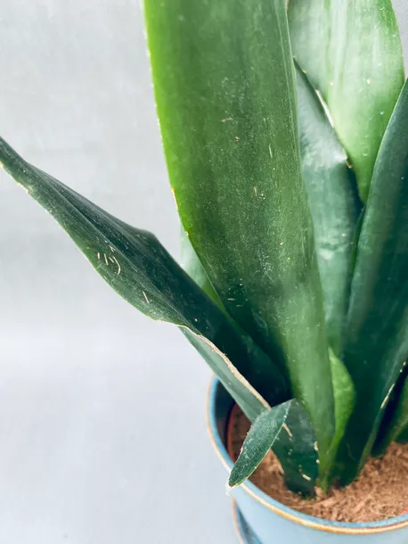sansevieria-trif-overig-42-cm-rodzaj-rosliny-rosliny-zielone