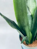sansevieria-trif-overig-42-cm-rodzaj-rosliny-rosliny-zielone