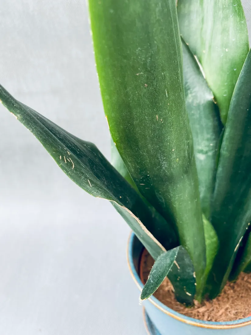 sansevieria-trif-overig-42-cm