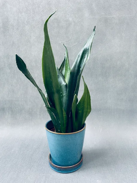 sansevieria-trif-overig-42-cm