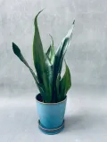 sansevieria-trif-overig-42-cm