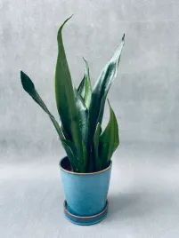 sansevieria-trif-overig-42-cm
