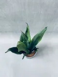 sansevieria-trif-overig-42-cm-roslina-w-postaci-inna