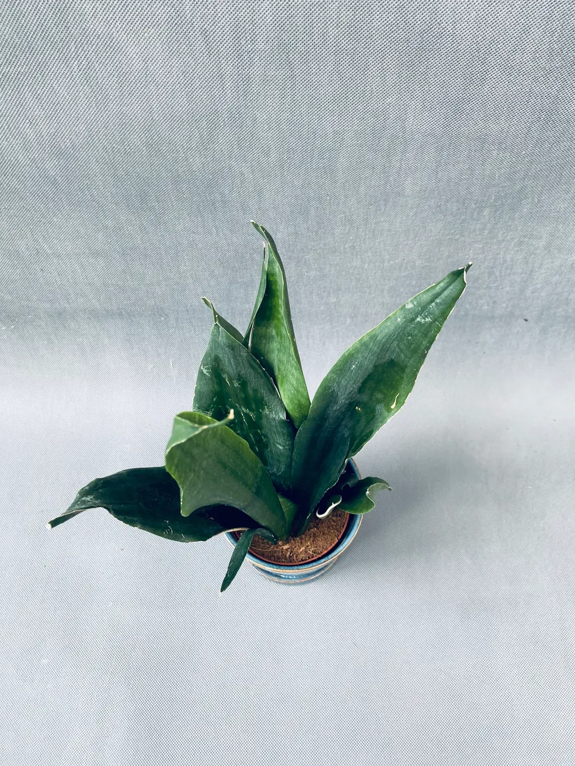 sansevieria-trif-overig-42-cm