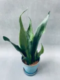 sansevieria-trif-overig-42-cm-kod-produktu-107683