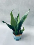 sansevieria-trif-overig-42-cm-rodzaj-rosliny-rosliny-zielone-roslina-w-postaci-inna